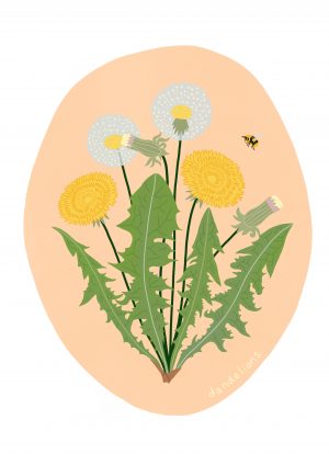 Dandelion Dandelions