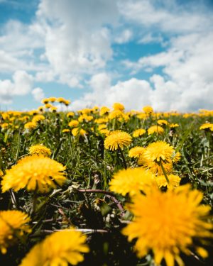 Dandelion