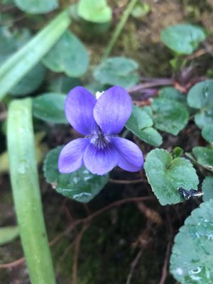 A Common Dog Violet 
