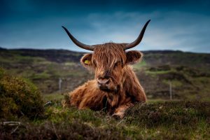 milk cow highlands