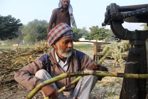 sugar cane man in field processing
