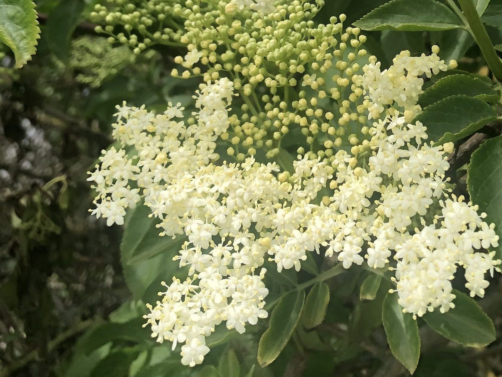 Elderflower
