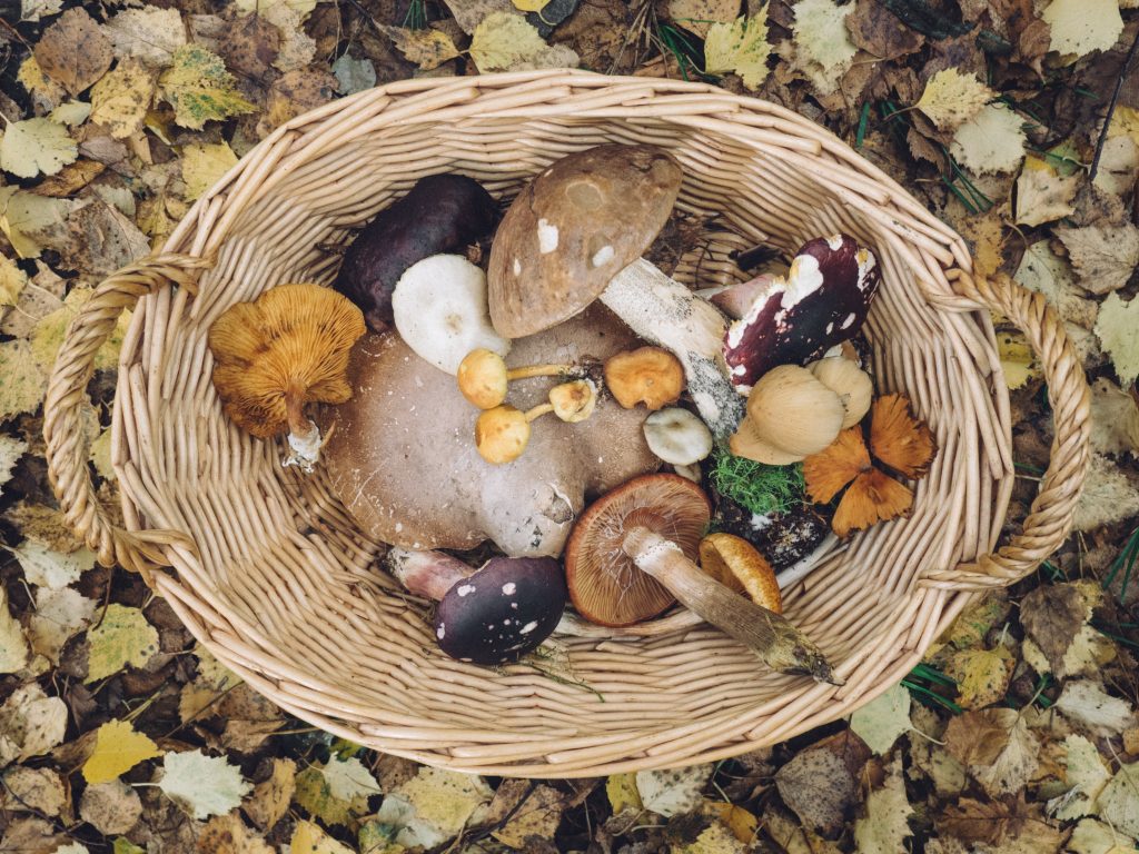 Mushroom Foraging 
