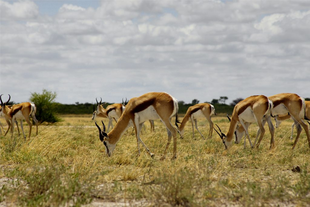 The Kalahari Central game reserve was once hunted and foraged by the San Bushmen 