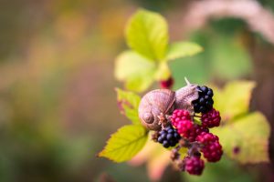 Blackberries 
Credit: Michal Vrba 