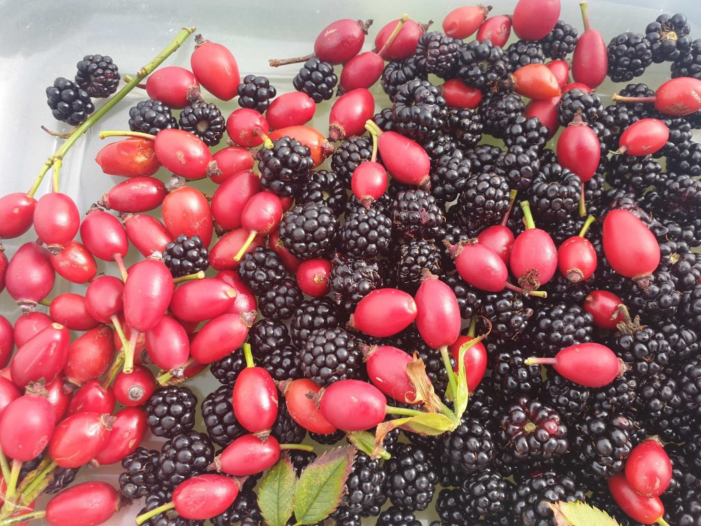 Rosehips and blackberries 
