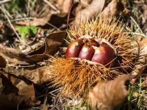 Chestnuts 
