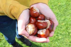 Horse Chestnuts- aka conkers 