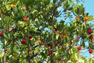 Strawberry Tree 
