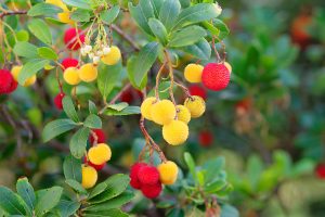 Strawberry tree fruits are red when ripe 