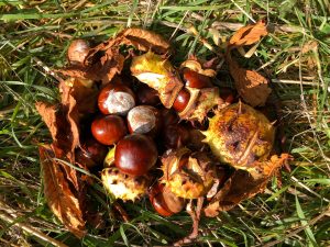 Our Conker Harvest 