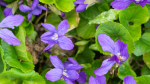 Edible Flowers: Violets 