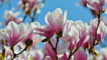 Edible Flowers:  Magnolia 