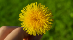 Edible Flowers: Dandelions