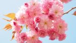 Edible Flowers: Cherry Blossom 
