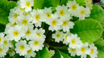 Edible Flowers:  Primrose